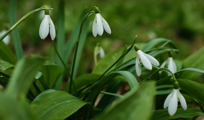 Na fotografii można zobaczyć nieduże, białe kwiatki/ Fot. Łukasz Nowicki