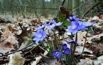 Na zdjęciu widać nieduże niebieskie kwiaty, rosnące w lesie/ Fot. Edyta Nowicka