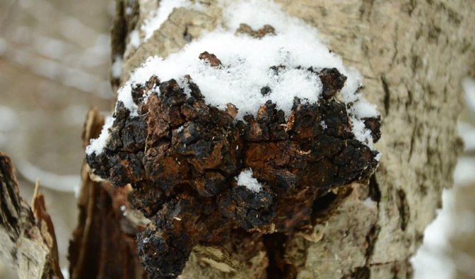 Czarna huba brzozowa znana jest pod wieloma nazwami np. błyskoporka podkorowego