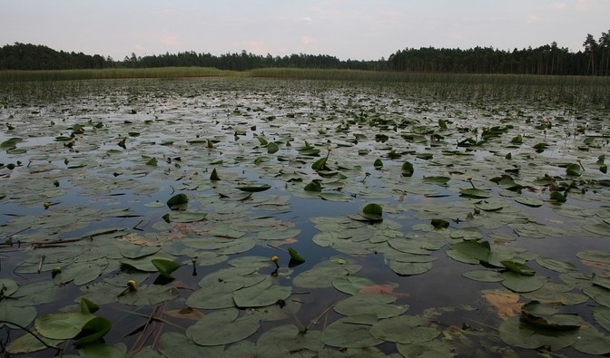 Rezerwat w 2010 roku, fot. Jarosław Mielczarek