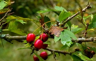 Owoce troski leśników o bioróżnorodność widać późną jesienią
