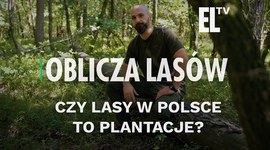 Czy lasy w Polsce to plantacje? | OBLICZA LASÓW #108