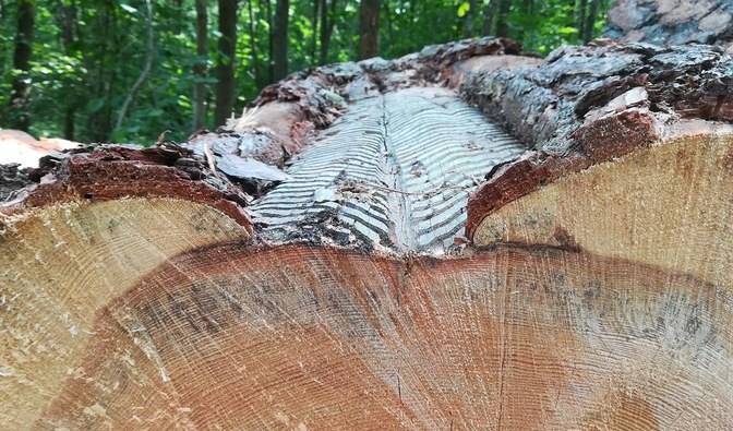 Na zdjęciu widać pień ściętej sosny, drzewa iglastego, który jest poznaczony nacięciami/ Fot. Agata Nowak