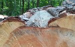 Na zdjęciu widać pień ściętej sosny, drzewa iglastego, który jest poznaczony nacięciami/ Fot. Agata Nowak