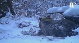 „Zimowe igraszki" - Roman Pasionek - Lasy w obiektywach leśników