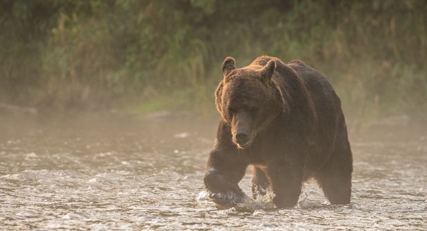 Na zdjęciu jest widoczny niedźwiedź, duże brunatne zwierzę, idący przez płytki potok/ Fot. Szymon Bartosz