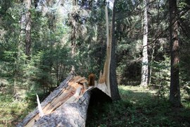 All about Białowieża Forest (leśnictwo)