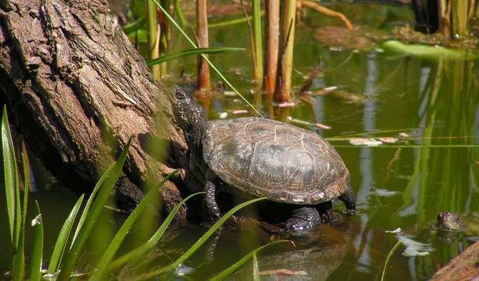 Oczko wodne dla żółwi powstało przy odnowionym Ośrodku Edukacji Leśnej nadleśnictwa