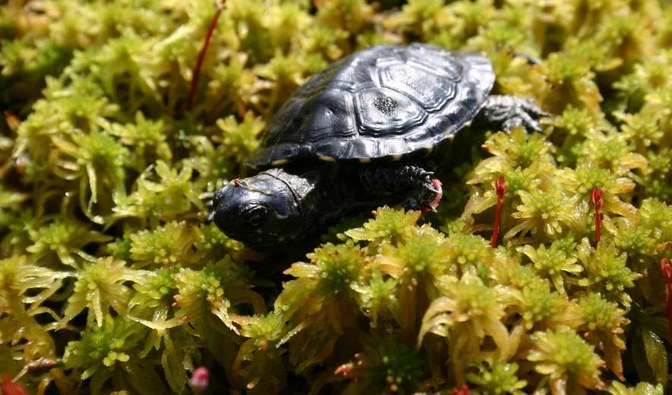 Młode żółwie do nadleśnictwa trafiły z warszawskiego ZOO