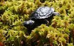 Młode żółwie do nadleśnictwa trafiły z warszawskiego ZOO