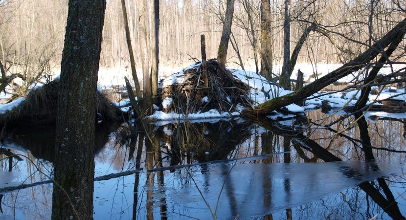 Na zdjęciu widać gałęzie ułożone w wodzie, tworzące żeremie, czyli miejsce, gdzie mieszkają bobry/ Fot. Arch. Nadleśnictwa Browsk