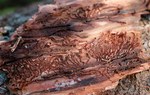 Kora drzewa zasiedlonego, ręcznie usunięta przed wuwiezieniem drewna z lasu. Na zdjęciu są widoczne larwy i owady dorosłe