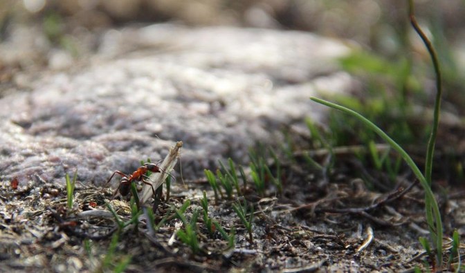 Warto dbać o mrówki