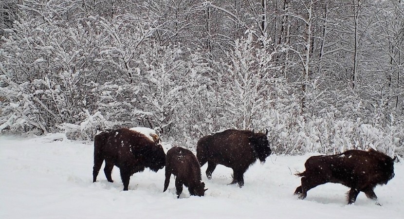 Na zdjęciu widać żubry, duże brązowe zwierzęta kopytne, które stoją na zaśnieżonej polanie