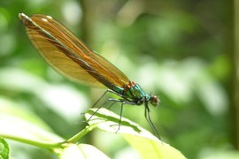 Nad młodnikami, na brzegach lasów oraz nad lustrem wody latają ważki. Są owadami pospolitymi, o metalicznym połysku ciała. Posiadają narządy gębowe typu gryzącego. Najczęściej łowią owady latające.