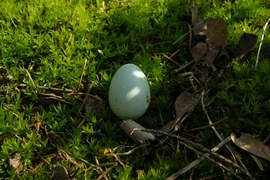 W świecie ptaków dużo się dzieje. Niektóre gatunki jeszcze do nas nie przyleciały, są takie które budują gniazda, a inne składają jaja lub już wychowują potomstwo. Wszystkie wymagają spokoju.