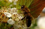 Leśnicy dla pszczół. Projekt „Pszczoły wracają do lasu”