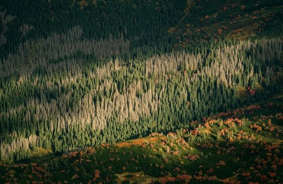 There will be no desert. Forests and climate change