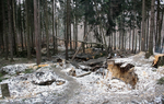 Teren zniszczony podczas nielegalnego wydobywania węgla. Na zdjęciu widać przekopany las/ Fot. Nadleśnictwo Wałbrzych