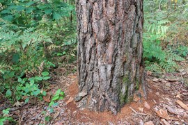 Korniki to niewielkie owady; łatwiej zauważyć ślady, jakie zostawiają w lesie. Są to żerowiska na pniu, z którego odpadła kora lub na korze, która leży na ściółce. Są to także trocinki, które gromadzą się u podstawy pnia drzewa.