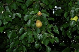 Nadszedł czas dojrzewania owoców gatunków biocenotycznych: jabłoni, grusz, śliw ... Rosną one naturalnie lub są specjalnie sadzone. Pełnią ważną rolę - poprawiają bazę żerową zwierzyny, dostarczają nektar, urozmaicają krajobraz.
