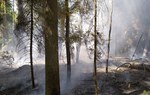 Puszcza Białowieska coraz częściej płonie