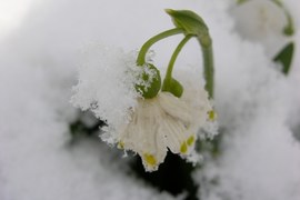 W wielu rejonach Polski niespodziewanie powróciła zima. Kwiaty, które zdążyły już rozkwitnąć, pokryte są świeżym, puszystym śniegiem. Przy świecącym intensywnie Słońcu wygląda to zjawiskowo. Chwilo trwaj! Miłego spaceru!