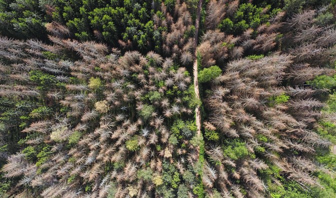 Martwy drzewostan świerkowy w pobliżu Miejsca Mocy. Fot: Marek Matecki