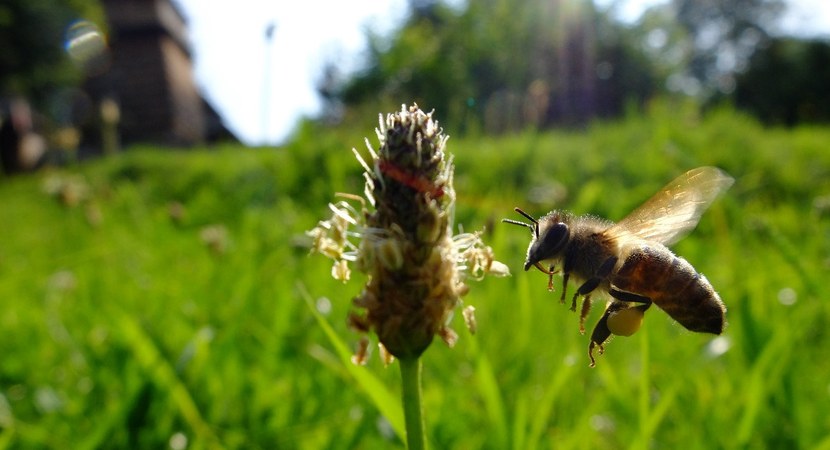 Powstał specjalny Park Pszczeli dla owadów