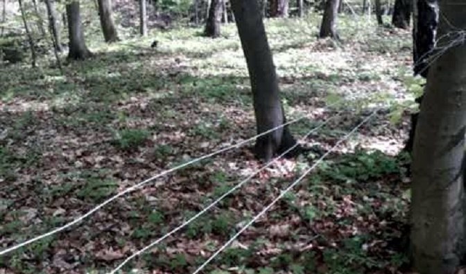 Na zdjęciu są widoczne stalowe linki przegradzające leśną ścieżkę/ Fot. Tomasz Dróżdż