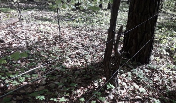 Na zdjęciu widać stalowe linki rozwieszone nad leśną ścieżką/ Fot. Tomasz Dróżdż