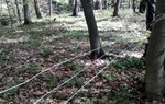 Na zdjęciu są widoczne stalowe linki przegradzające leśną ścieżkę/ Fot. Tomasz Dróżdż
