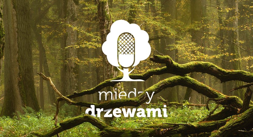 Między Drzewami Podcast