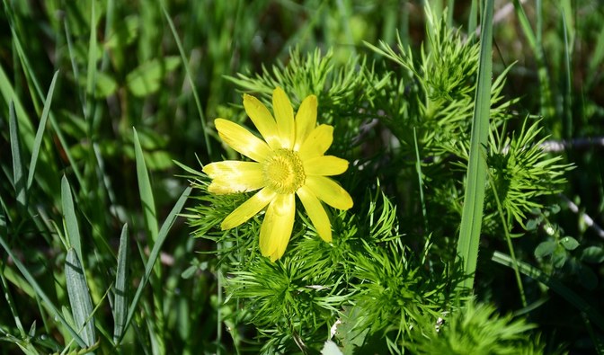 Na zdjęciu widać niewielki, żółty kwiat; miłek wiosenny jest gatunkiem chronionym/ Fot. Jacek Koba