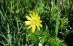 Na zdjęciu widać niewielki, żółty kwiat; miłek wiosenny jest gatunkiem chronionym/ Fot. Jacek Koba