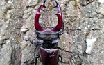 Na zdjęciu jest widoczny owad - jelonek rogacz, chrząszcz o dużych żuwaczkach; jelonek rogacz jest gatunkiem chronionym/ Fot. Edyta Nowicka
