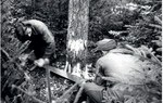 Rok 1949. Ręczna wycinka drzew (PAP/ Wiktor Janik)
