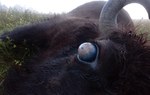 Na zdjęciu jest widoczna gałka oczna chorego zwierzęcia/ Fot. Damian Stemulak, Nadl. Baligród