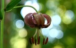 Piękna lilia znaleziona w szczecińskich lasach