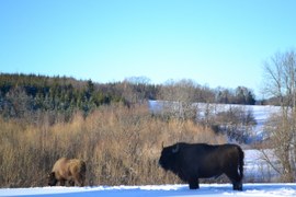 The European Bison relocation has just started   