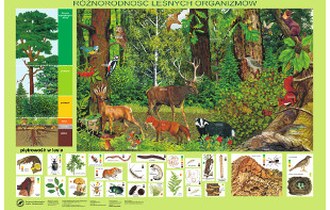 Różnorodność leśnych organizmów