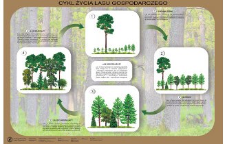 Cykl życia lasu gospodarczego