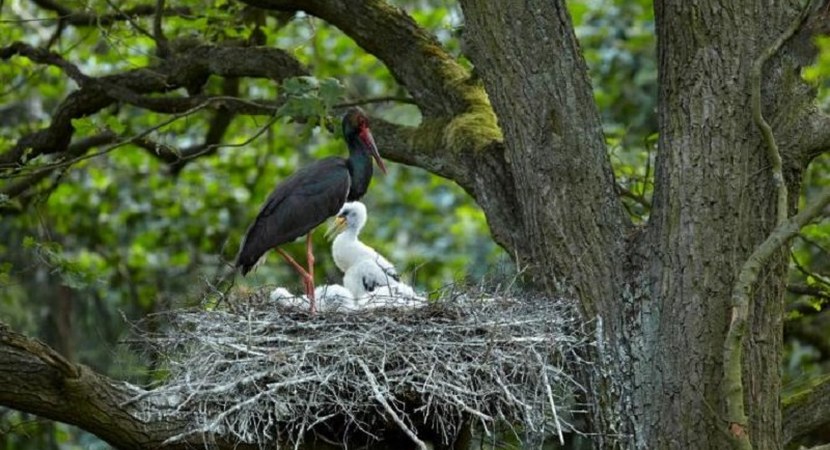 Foografia przedstawia dorosłego ptaka (bocian czarny) oraz jego pisklęta siedzące na gnieździe/ Fot. Antoni Kasprzak, Arch. RDLP w Poznaniu