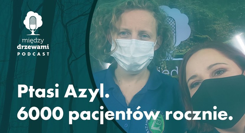Okładka 54 odcinka podcastu "Między drzewami" pt. Ptasi Azyl. 6000 pacjentów rocznie. Na zdjęciu dwie kobiety w maseczkach