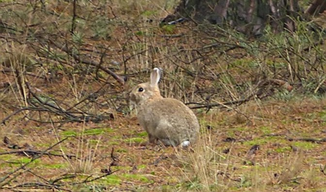 W Święto Lasu nie byłem na wagarach, ale spotkałem króliki szkodniki