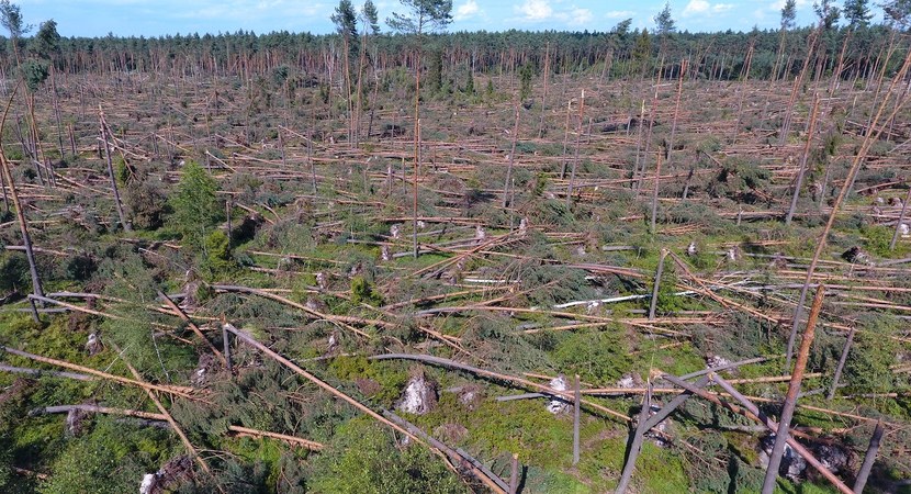 Na zdjęciu są widoczne zniszczone, połamane i wyrwane z korzeniami drzewa/ Fot. Marek Matecki