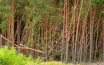 Twarde prawo ale prawo- dla zabójców leśniczego ale także dla polskich lasów