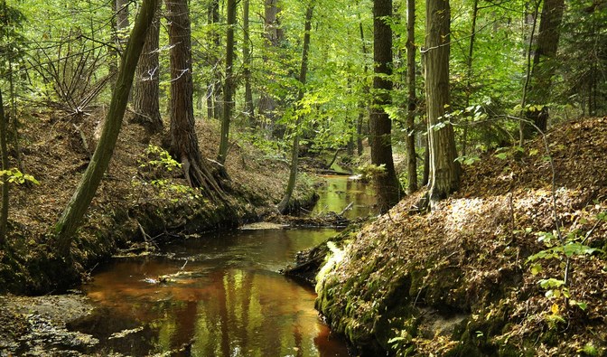 Rzeka Dębowiec w Lasach Janowskich - Zachowanie naturalnego biegu rzek jest jednym z najlepszych sposobów retencjonowania wody, fot. A. Wediuk