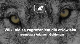 Wilki nie są zagrożeniem dla człowieka - rozmowa z Adamem Gełdonem