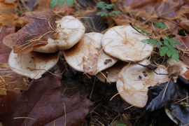 W lesie panuje jesień. Większość liści opadła, tworząc na ziemi barwny kobierzec. Chroni glebę, zimujące w różnej formie rośliny, daje schronienie zwierzętom. Ponieważ jest ciepło i mokro, można jeszcze zaobserwować bogactwo grzybów.